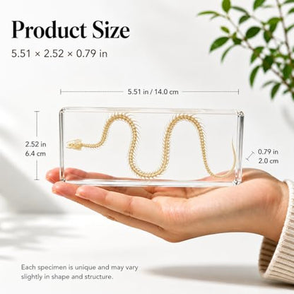 Snake Skeleton Resin Specimen - Real Snake Skeleton Preserved in Clear Acrylic Block,Biology Teaching Aid,Homeschool Science,Unique Home Office Desk,Gift (5.51×2.52×0.79 inch) - color: Snake Skeleton