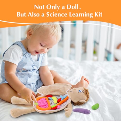 Vocheer Human Body Anatomy Toy, Montessori Preschool Educational Plush - color: Blue