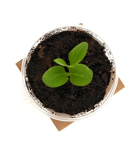 Tree Grow Kit | Easy to use | Educational | Memorial Gift | Plant It for The Planet | Grow Your Own Tree |Wide Selection to Choose from (Dessert Grape) - style: Dessert Grape