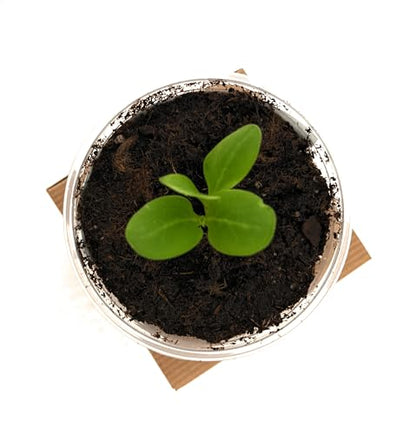 Tree Grow Kit | Easy to use | Educational | Memorial Gift | Plant It for The Planet | Grow Your Own Tree |Wide Selection to Choose from (Dessert Grape) - style: Dessert Grape
