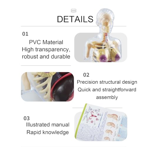 Detachable 4D Pregnant Woman Assembly Model Teaching for Pregnant Women
