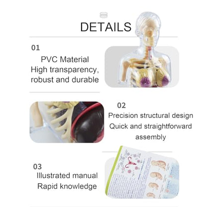 Detachable 4D Pregnant Woman Assembly Model Teaching for Pregnant Women