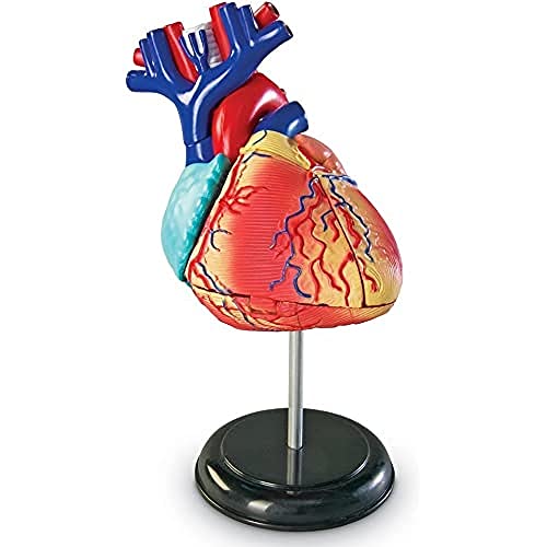 Learning Resources Human Heart Model