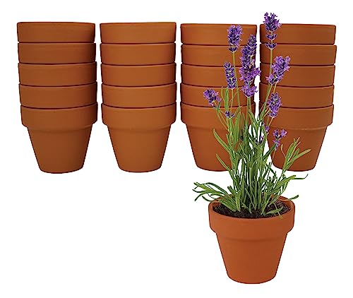 Buzzy Seeds Lavender Grow Kit 20-Pack, Mini Terracotta Pots, Bulk Favors