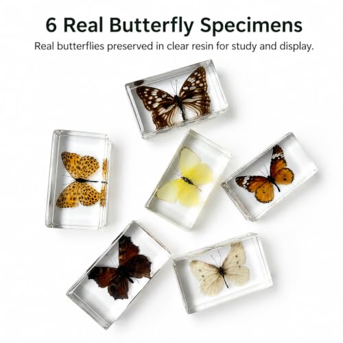 6pcs Real Butterfly Specimen,Taxidermy Butterfly Collection in Resin - color: 6Pcs Butterfly Specimen