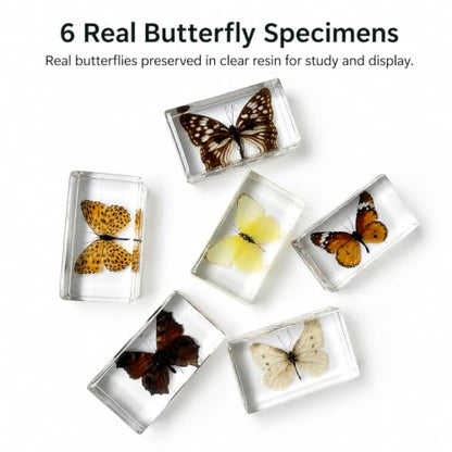 6pcs Real Butterfly Specimen,Taxidermy Butterfly Collection in Resin - color: 6Pcs Butterfly Specimen