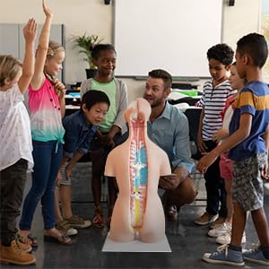 FriCARE Human Body Anatomy Torso Model, 33.8" for Medical Students Teaching