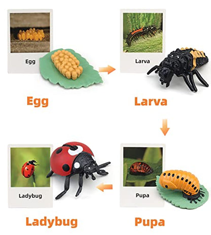 Montessori Life Cycle Learning & Education Toys, Plastic Insect Ladybug Monarch Butterfly Tadpole to Frog Kit, Preschool Learning Activities - color: Butterfly Frog Ladybug