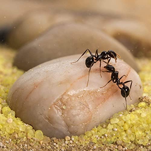 AntHouse - Natural Sand Ant Hill- Basic Kit | Sandwich (4.72 x 3.94 x 0.39 in) + Forage Box (7.09x 3.94 x 1.97 in) | Ant Farm - color: Clear