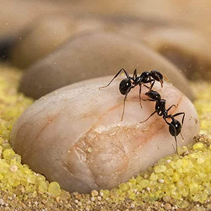 AntHouse - Natural Sand Ant Hill- Basic Kit | Sandwich (4.72 x 3.94 x 0.39 in) + Forage Box (7.09x 3.94 x 1.97 in) | Ant Farm - color: Clear