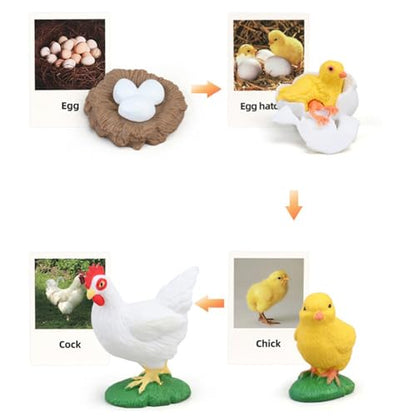 Montessori Life Cycle Animal Figures with Flash Cards, Lifelike Animal Growth Cycle Biological Model Set (Rooster) - style: Rooster