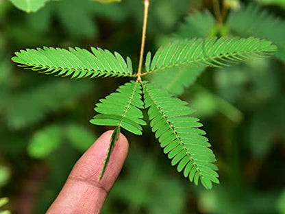 Zombie Plant Seeds with Free Book. The Zombie Plant Plays Dead When Touched. 20 Fun Science Activity Projects. Grow Your Own Zombie Plant Indoors - Includes 3 Seed Packets.