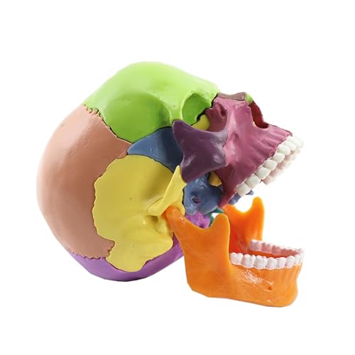Anatomy Skull Mini 15-Part Color-Coded Detachable Educational Anatomy Model - style: colorful