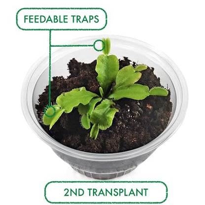 Venus Flytrap Kit, Live Venus Fly Trap Terrarium Included/DIY Beginner Friendly Starter Kit, Educational Growing Plant, Exotic Native