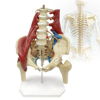 Lumbar Spine Model with Nerves, Female Pelvis Model Anatomy 1:1 Life Size Nerves Hip Joint Muscle Model Removable Movable Femur Heads Product Manual Card for Medical Education Study