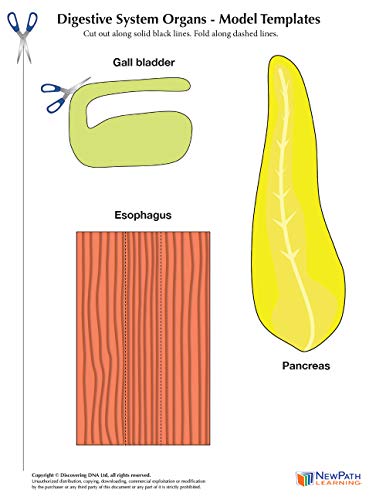 NewPath Learning Digestive System 3-D Paper Model Making Kit, Set/5 Full-Color, Paper Model Templates & Teacher Guide (24-7771)