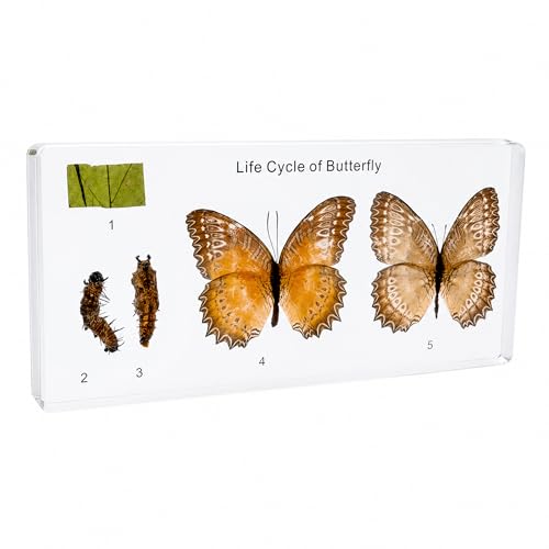 Life Cycle of Common Insect Specimen, Resin Collection Science Toys for Kids Aged 3-12 (Butterfly) - color: Butterfly