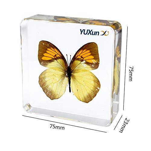 Real Insect Butterfly Specimen Paperweight Animal Taxidermy Collection Display Sciecne Classroom Specimen for Science Education (Butterfly 13) - color: Butterfly 13