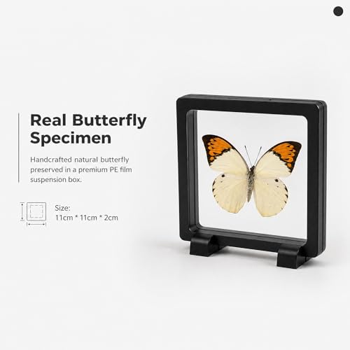 1pc Real Butterfly Specimen PE Film Suspension Box Double Sided Transparent Display Case for Bookshelf Ornament Gift (Papilio Paris) - color: Papilio Paris