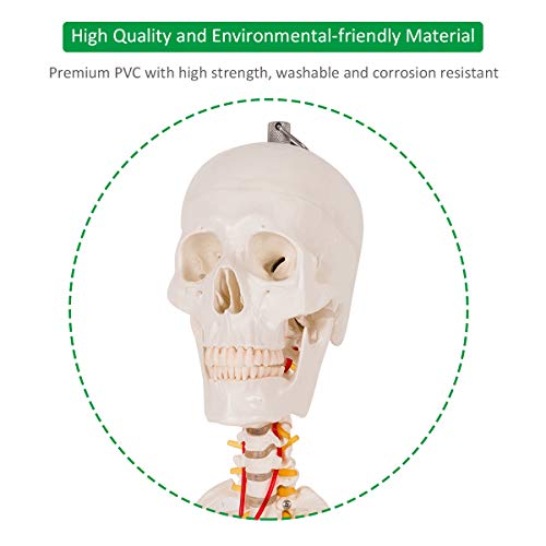 GIANTEX Life Size 70.8" Human Anatomical Anatomy Skeleton Medical Model + Stand