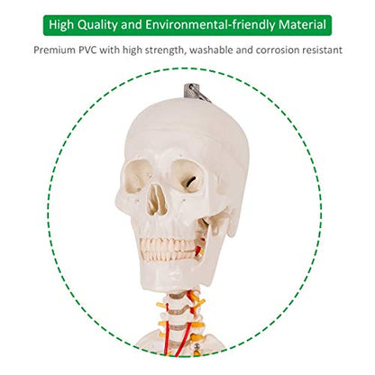 GIANTEX Life Size 70.8" Human Anatomical Anatomy Skeleton Medical Model + Stand