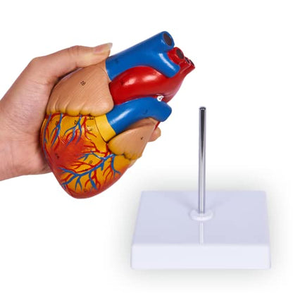 breesky Life Size Human Heart Model, Anatomically Accurate 2-PartMedical Model with 48 Anatomical Structures & Mounted Display Base & Number Manual for Classroom & Cardiology Study - style: 48-Numbered Anatomical Heart Model