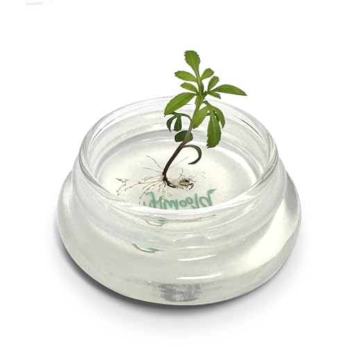 Terra Gel Seed Germination Tray with Glass Dome – Advanced Technology Gardening Supplies Plant Propagation Station Form Seeds – Easy to Use Seed Starter Kit