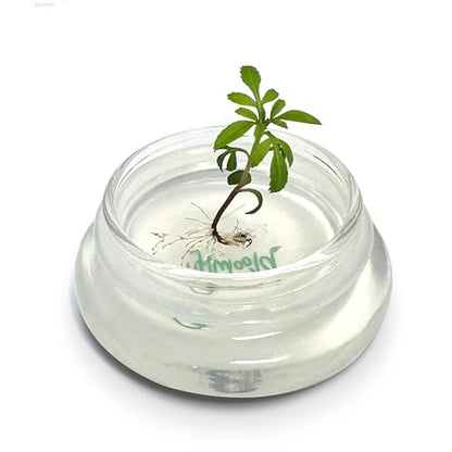 Terra Gel Seed Germination Tray with Glass Dome – Advanced Technology Gardening Supplies Plant Propagation Station Form Seeds – Easy to Use Seed Starter Kit