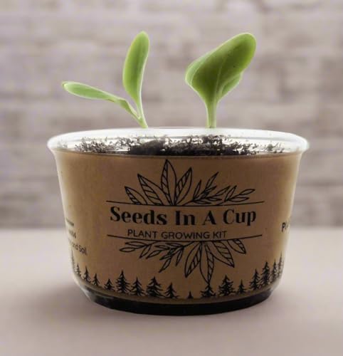 Seeds In A Cup- Tree Growing Kit- Multiple Types of Trees (Pecan)