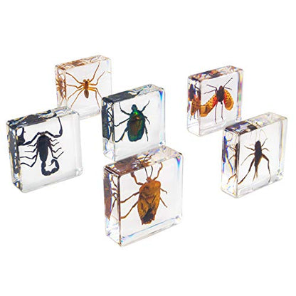 Insect Specimen Set, Bugs Collection Scientific Education Gift for Kids Aged 3-8-12 (Spider, Scorpion, Cricket, Chafers, Stink Bug, Spotted Lanternfly Resin Collection) - style: Spider, Scorpion, Cricket, Chafers, Stink Bug, Spotted Lanternfly Resin Colle