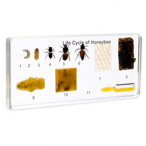 Life Cycle of Common Insect Specimen, Resin Collection Science Toys for Kids Aged 3-12 (Honeybee) - color: Honeybee