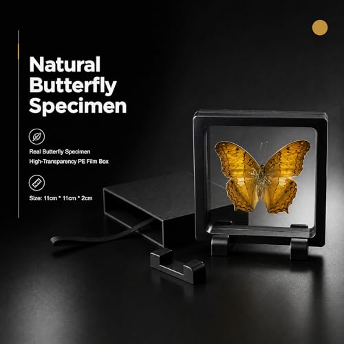 1pc Real Butterfly Specimen PE Film Suspension Box Transparent Floating Jewelry Box Style Display for Souvenir Art Collection (Vindula erota Butterfly) - color: Vindula Erota Butterfly