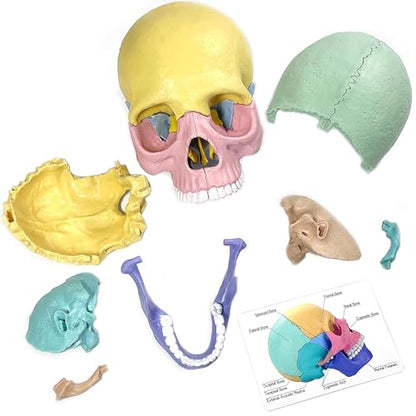 LUCKY GUESS Human Skull Anatomy Model, 17-Part Puzzle with Flash Cards