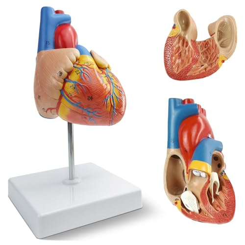NEW HORIZON 2-Parts Life Size Human Heart Anatomical Model,Number Manual