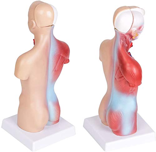 Human Torso Anatomy Model – Removable Organs, Heart, Brain, Lungs – Medical Educational Tool for Students, Teachers, Healthcare Professionals
