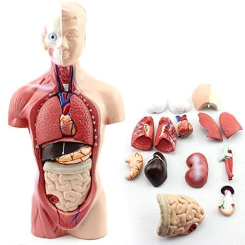 Plasdent superply Anatomy Model | 11inch Human Torso Body | Heart Brain Skeleton | Medical School Educational Tool