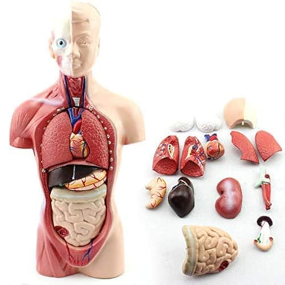 Plasdent superply Anatomy Model | 11inch Human Torso Body | Heart Brain Skeleton | Medical School Educational Tool