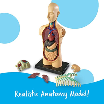 Learning Resources Human Anatomy Model Body
