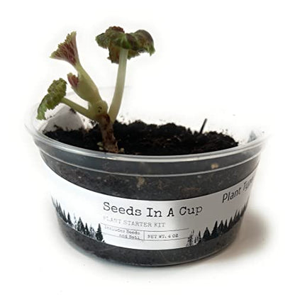 Seeds in A Cup - Plant Growing Kit (Carrots) - style: carrots
