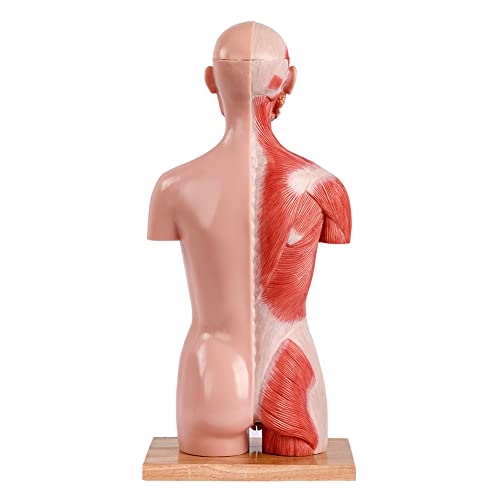 2026 New Human Body Deluxe Musculature Model, 16 Pcs Removable 17 inch