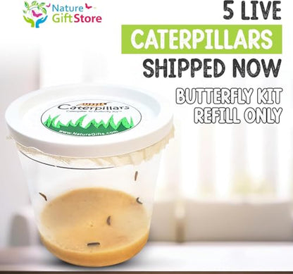 5 Live Caterpillars for Butterfly Kits, Refill with Food, Rearing Supplies - style: 1 Pack + Supplies