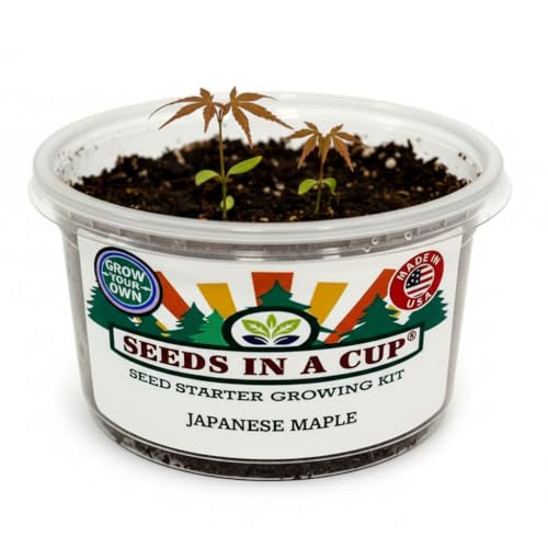 Japanese Maple Tree Seed Starter Grow Kit (Bonsai Ready) - Premium Nutrient-Rich Soil (No Discs) & Recyclable Planters - USA-Made Indoor Outdoor Gardening Gift for Men & Women - style: Japanese Maple