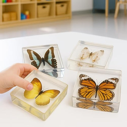 Educational Encased Butterfly Specimen Set – 4 Real Butterflies in Resin with ID Cards for Classroom Science, Nature Study, Entomology (Ages 6+) - style: Butterflies