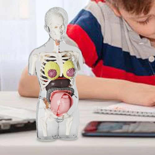 Human Body Model for Kids | Pregnancy Skeleton Model Toy | Anatomical Assembly Educational Toys for Children Classroom Students Learning Enthusiasts Preschool