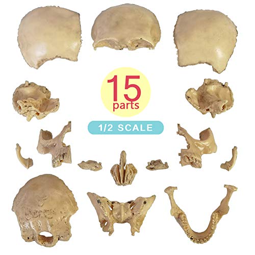 2026 New 15 Parts Palm-Sized Human Skull Model, Anatomy Exploded Skull