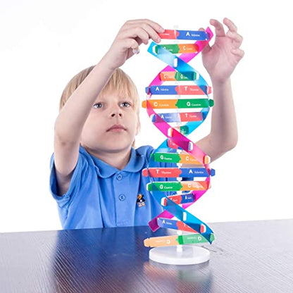 DNA Double Helix Model, Biology Science Educational Aid for Students