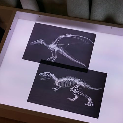 Animal X-Ray Set, Educational Science Kit, Light Table Accessory for Children (Dinosaurs) - style: Dinosaurs