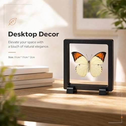 1pc Real Butterfly Specimen PE Film Suspension Box Double Sided Transparent Display Case for Bookshelf Ornament Gift (Papilio Paris) - color: Papilio Paris