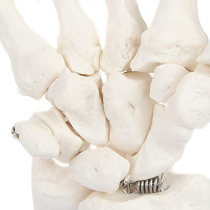 Axis Scientific Hand Skeleton Including Ulna and Radius - Left, Scientific Anatomy Model, Hand Anatomy Real Bones Set, Educational Model, Demonstration Skill, Human Anatomy System Miniature