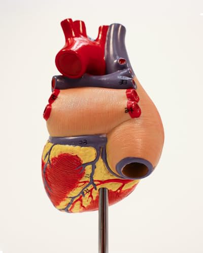 Axis Scientific Life-Size Human Heart Model